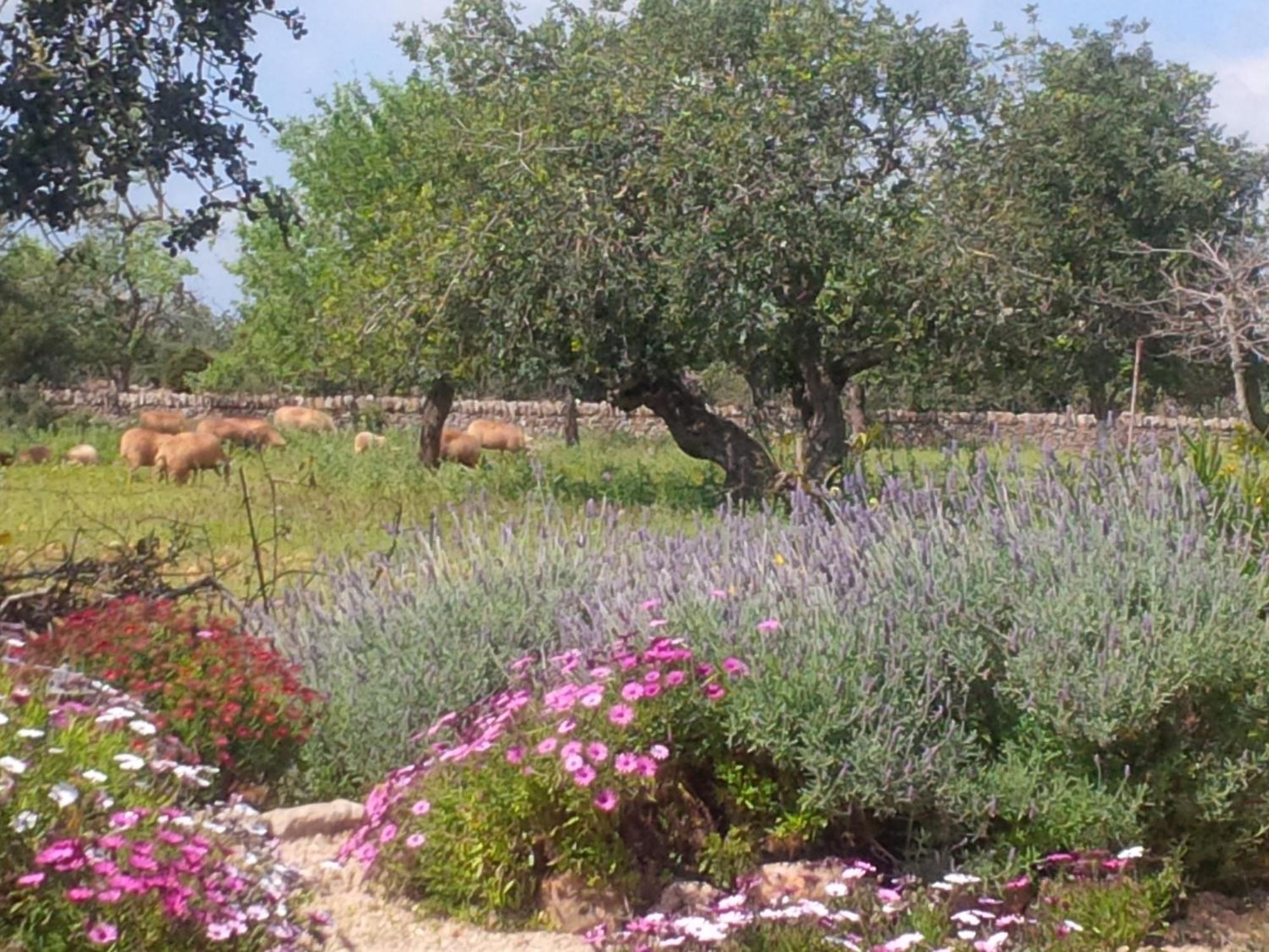 Finca Son Marimon (Adults Only) Сантаньи Экстерьер фото