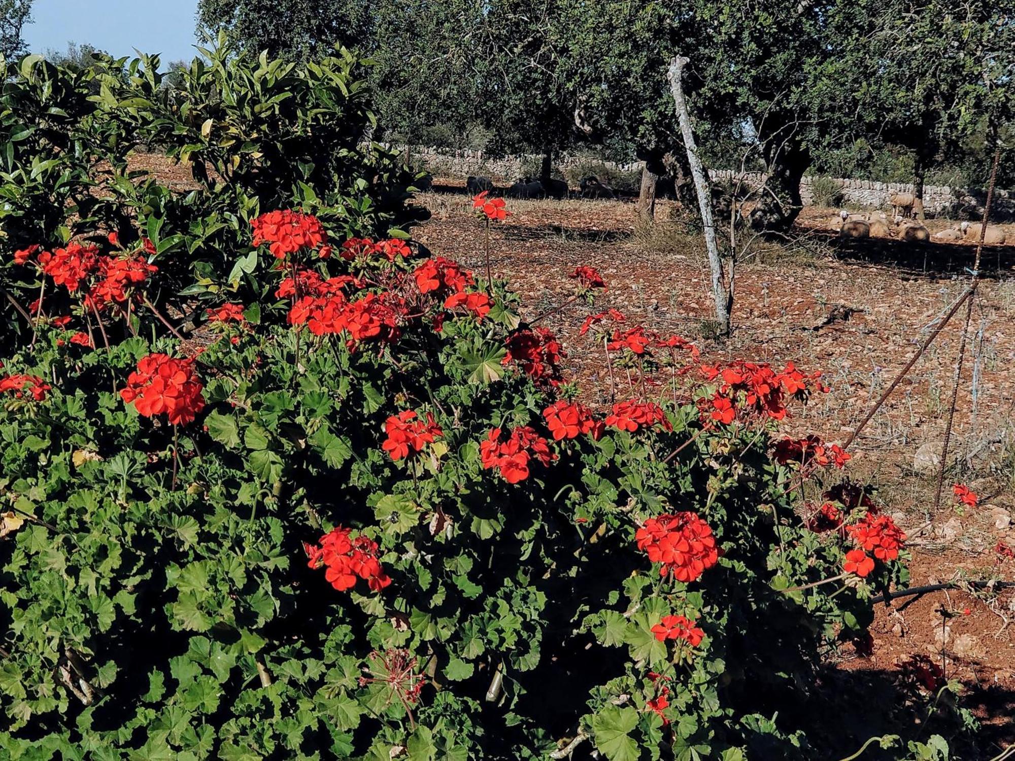 Finca Son Marimon (Adults Only) Сантаньи Экстерьер фото